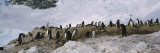 Gentoo Penguins on a Landscape  Neko Harbor
