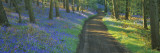 Bluebell Flowers along a Dirt Road in a Forest  Gloucestershire  England