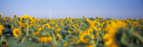Wind Turbine in a Field of Sunflowers  Baden-Wurttemberg  Germany
