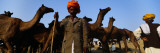 Pushkar Camel Fair  Pushkar  Rajasthan  India