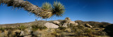 Branch of a Joshua Tree  Mojave Desert  Joshua Tree National Monument  California  USA