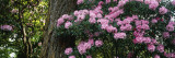Rhododendron Flowers on a Plant  Oregon  USA