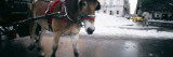 Horse Drawn Carriage on a Road  New York  USA