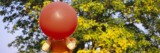 Woman Blowing a Balloon  Germany