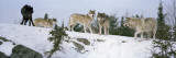 Gray Wolves in a Forest  Massey  Ontario  Canada