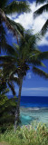 Palm Trees on Island Coast  Blue Ocean Water  Nive Island  South Pacific