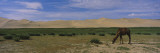 Camel Grazing in a Grass Field  Gobi Desert  Independent Mongolia