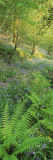Bluebells in a Forest  Huntlands Wood  Seven Crosses  Tiverton  Mid Devon  Devon  England