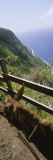Mule at the Pacific Ocean  Kalaupapa  Molokai  Hawaii  USA