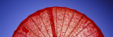 Close-Up of a Red Parasol  USA