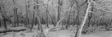 Snow Covered Trees in a Forest  Alberta  Canada