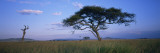 Acacia Tree in Serengeti National Park  Tanzania