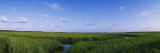 Tall Grass in a Swamp  Savannah  Georgia  USA