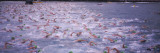 Triathlon Athletes Swimming in Water in a Race  Ironman  Kailua Kona  Hawaii  USA