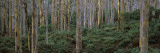 Karri Trees in Forest  Caves Road  Boranup Forest  Leeuwin-Naturaliste National Park  Australia