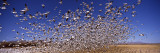 Flock of Snow Geese Flying  Bosque Del Apache National Wildlife Reserve  Socorro County  New Mexico