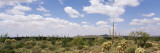 Cactus Plants on a Landscape  Sonoran Desert  Superstition Mountains  Arizona  USA