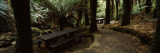 Picnic Tables in a Forest  Temperate Rainforest  Tarra-Bulga National Park  Victoria  Australia