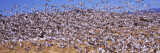 Flock of Snow Geese Flying  Bosque Del Apache National Wildlife Reserve  Socorro County  New Mexico