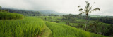 Rice Paddies on a Landscape  Bali  Indonesia