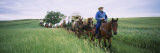 Historical Reenactment of Covered Wagons in a Field  North Dakota  USA