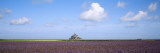 Lavender Flowers in a Field with a Cathedral in the Background  Mont Saint-Michel  Brittany  France
