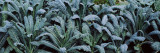 Kale in a Field