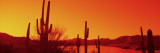 Silhouette of Saguaro Cacti at Sunrise  Tonto National Forest  Arizona  USA