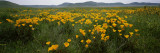 Poppies in a Field  Carrizo Plain  San Luis Obispo County  California  USA