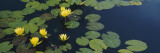 Water Lilies in a Pond  Denver Botanic Gardens  Denver  Colorado  USA