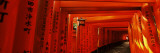 Torii Gates of a Shrine  Fushimi Inari-Taisha  Fushimi Ward  Kyoto  Honshu  Japan