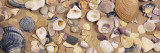 View of Seashells