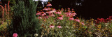 Flowers in Elizabeth F Gamble Garden  Palo Alto  Silicon Valley  California  USA