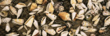 View of Seashells
