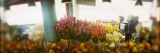 Flower Shop  Pike Place Market  Seattle  Washington State  USA