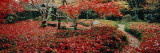 Trees in a Park  Enri-An Temple  Sagano  Kyoto Prefecture  Japan