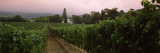 Vineyard with a Cape Dutch Style House  Vergelegen  Capetown Near Somerset West  South Africa