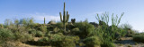 Sonoran Desert Saguaro Cactus Arizona