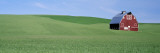 Washington  Uniontown  Farm  Wheat