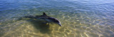 Bottle-Nosed Dolphin in Sea  Monkey Mia  Shark Bay Marine Park  Perth  Western Australia  Australia