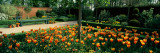 Tulips in a Garden  Springfields Garden  Lincolnshire  England