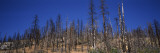 Burnt Trees in a National Park  Yosemite National Park  California  USA