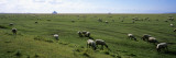 Flock of Sheep Grazing in a Field  Mont Saint-Michel  Basse-Normandy  Brittany  France
