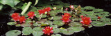 Water Lilies in a Pond  Sunken Garden  Olbrich Botanical Gardens  Madison  Wisconsin  USA