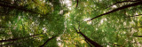 View of Trees  Bavaria  Germany