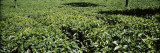 Tea Plantation  Coonoor  Nilgiris  Kerala  India