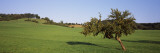 Apple Tree in a Field  Baden-Wurttemberg  Germany