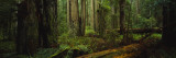 Trees in a Forest  Hoh Rainforest  Olympic National Park  Washington  USA