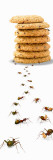 Ants Marching Towards and Away from a Stack of Cookies