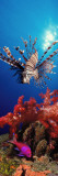 Lionfish and Squarespot Anthias with Soft Corals in the Ocean